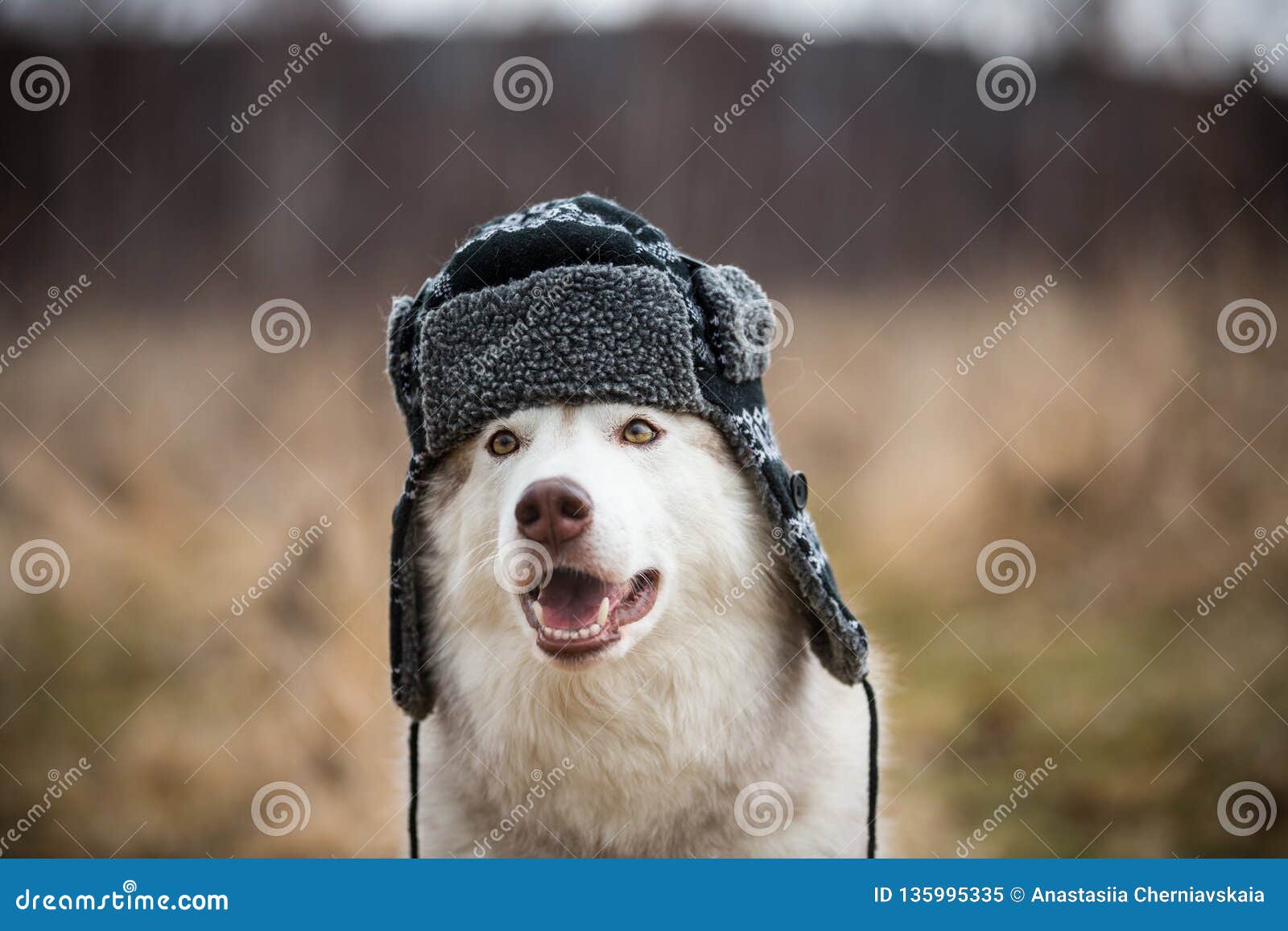 Cute Siberian Husky Dog is in Warm Cap with Ear Flaps. Close-up Image of  Funny Dog in Russian Style Stock Image - Image of fluffy, canine: 135995335