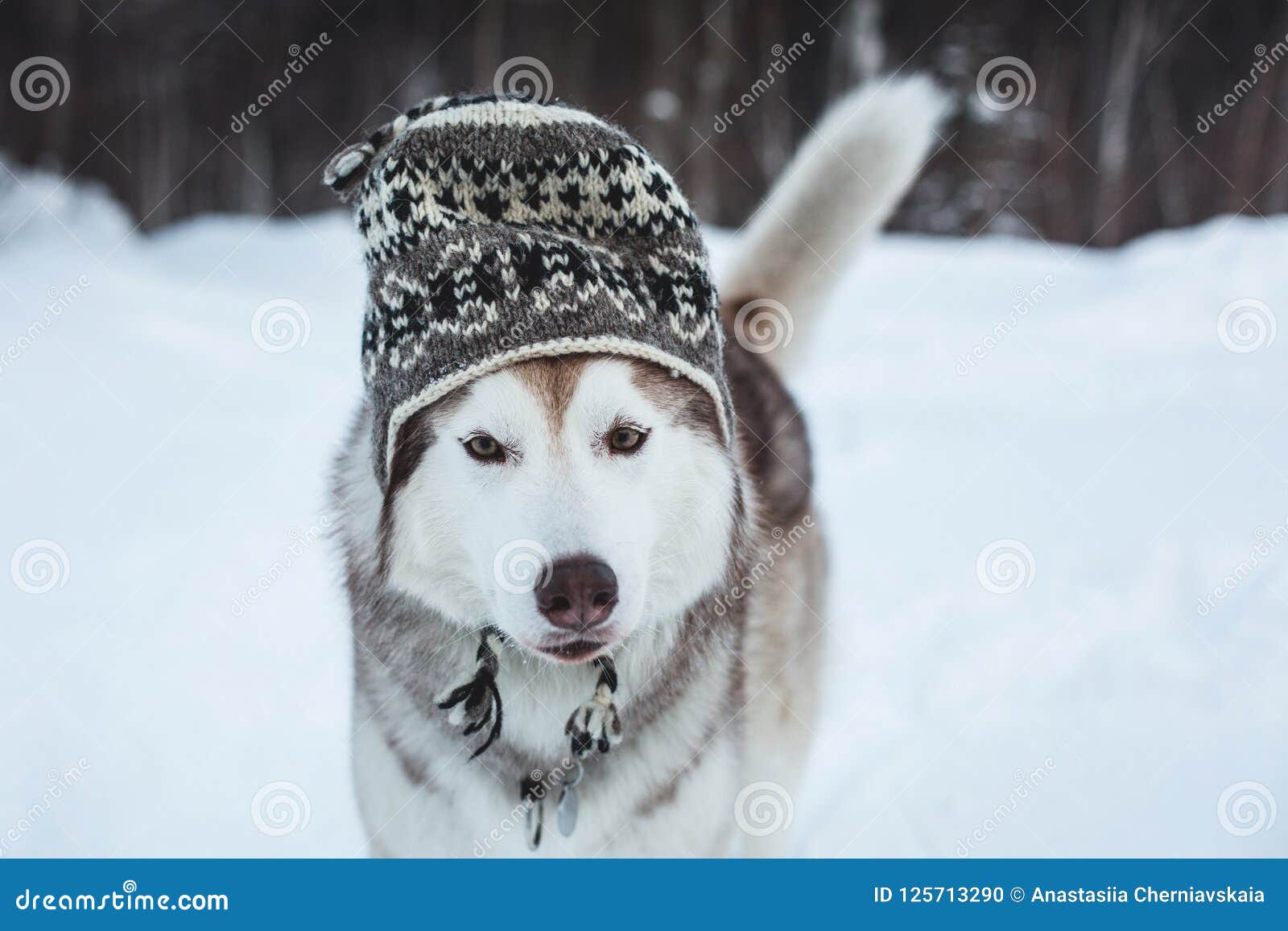 Funny Husky Dog is in Wool Hat. Close-up Portrait of Lovely Dog ...