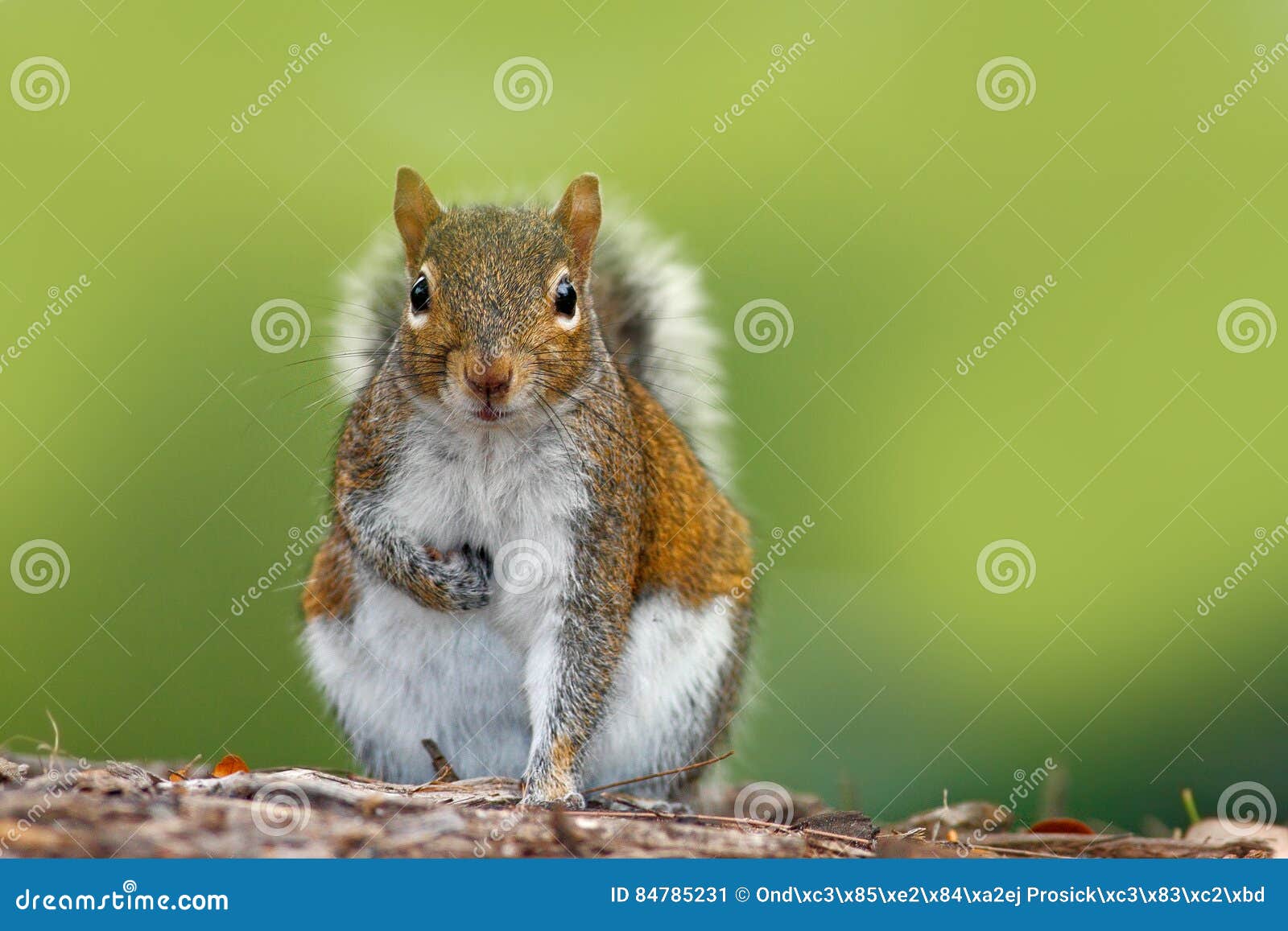 funny image from wild nature. gray squirrel, sciurus carolinensis, cute animal in the forest ground, florida, usa. squirrel sittin