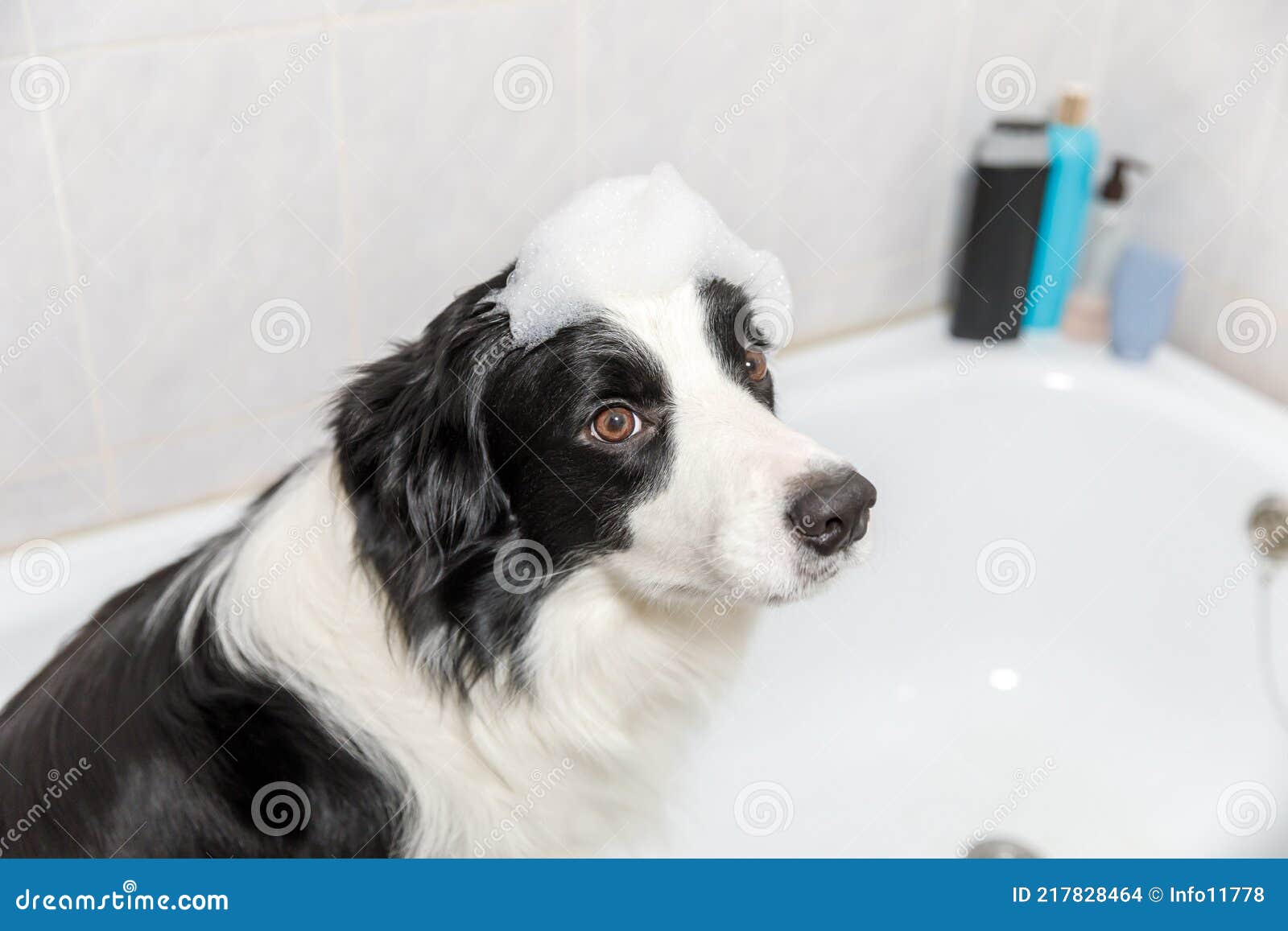bekken Melodieus boog Funny Indoor Portrait of Puppy Dog Border Collie Sitting in Bath Gets  Bubble Bath Showering with Shampoo. Cute Little Stock Photo - Image of  fluffy, bubble: 217828464