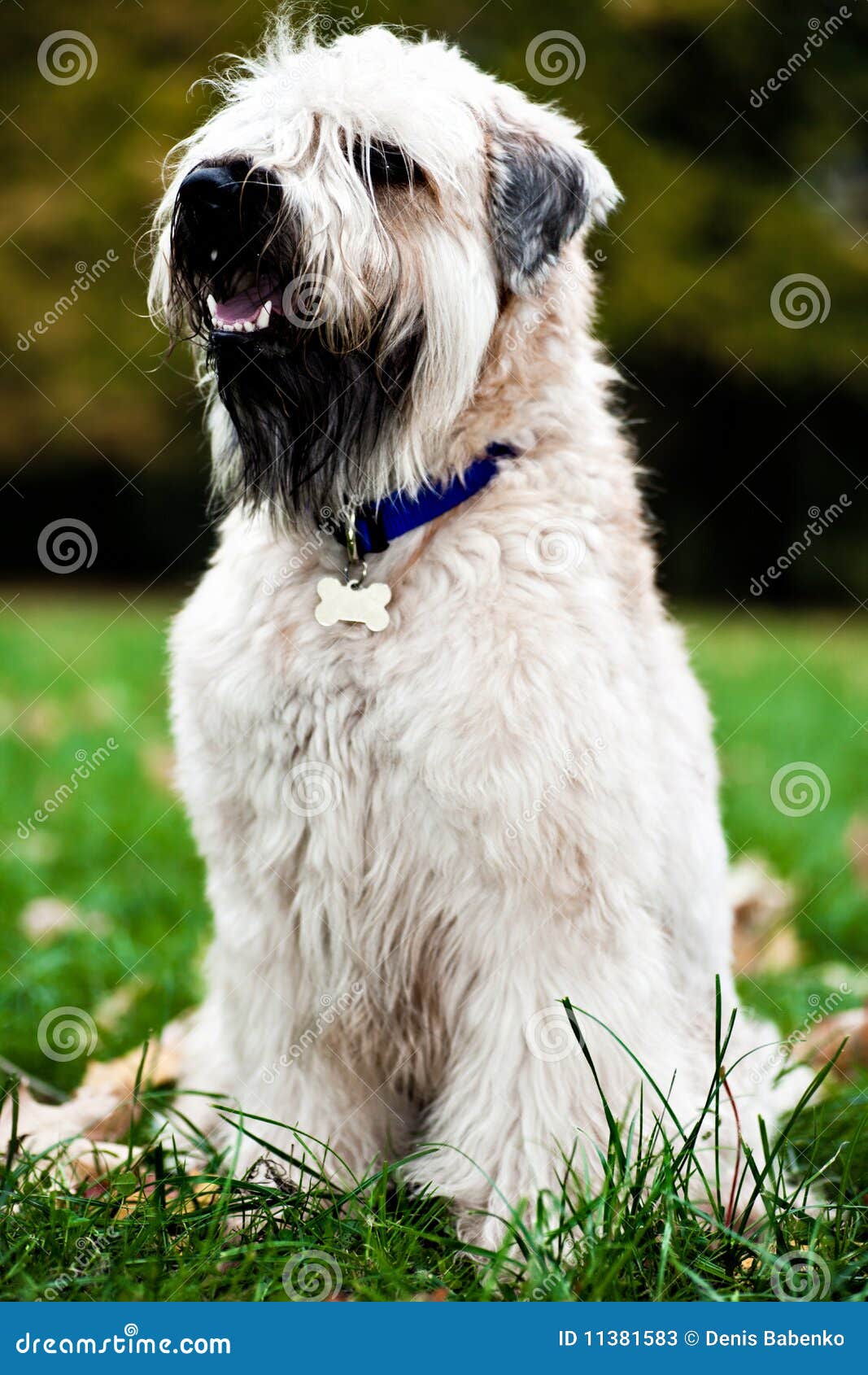 Funny Irish Soft Coated Wheaten Terrier Stock Image Image Of