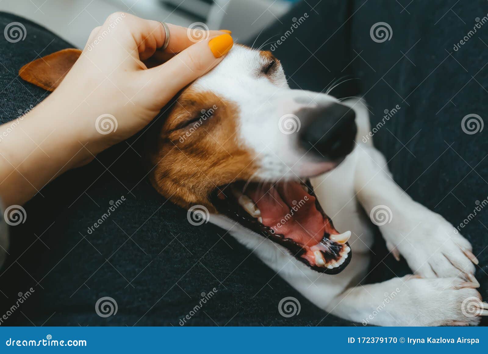 Funny Jack Russell Terrier Dog Play with Hand of Woman. Open Dog Mouth  Stock Photo - Image of canine, teeth: 172379170
