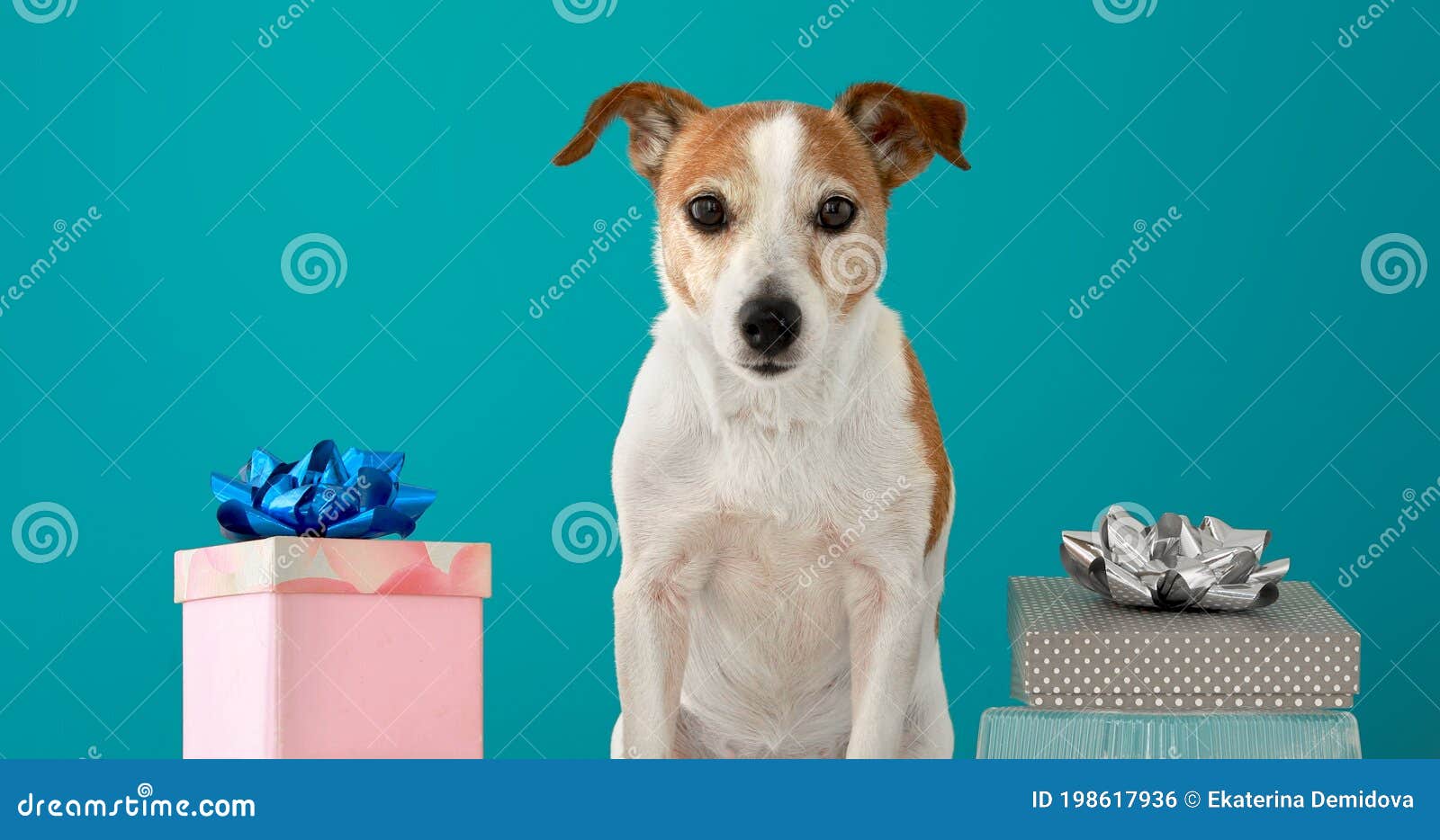 Funny Jack Russell Terrier Stands between Birthday Boxes Stock Photo -  Image of russell, cheerful: 198617936