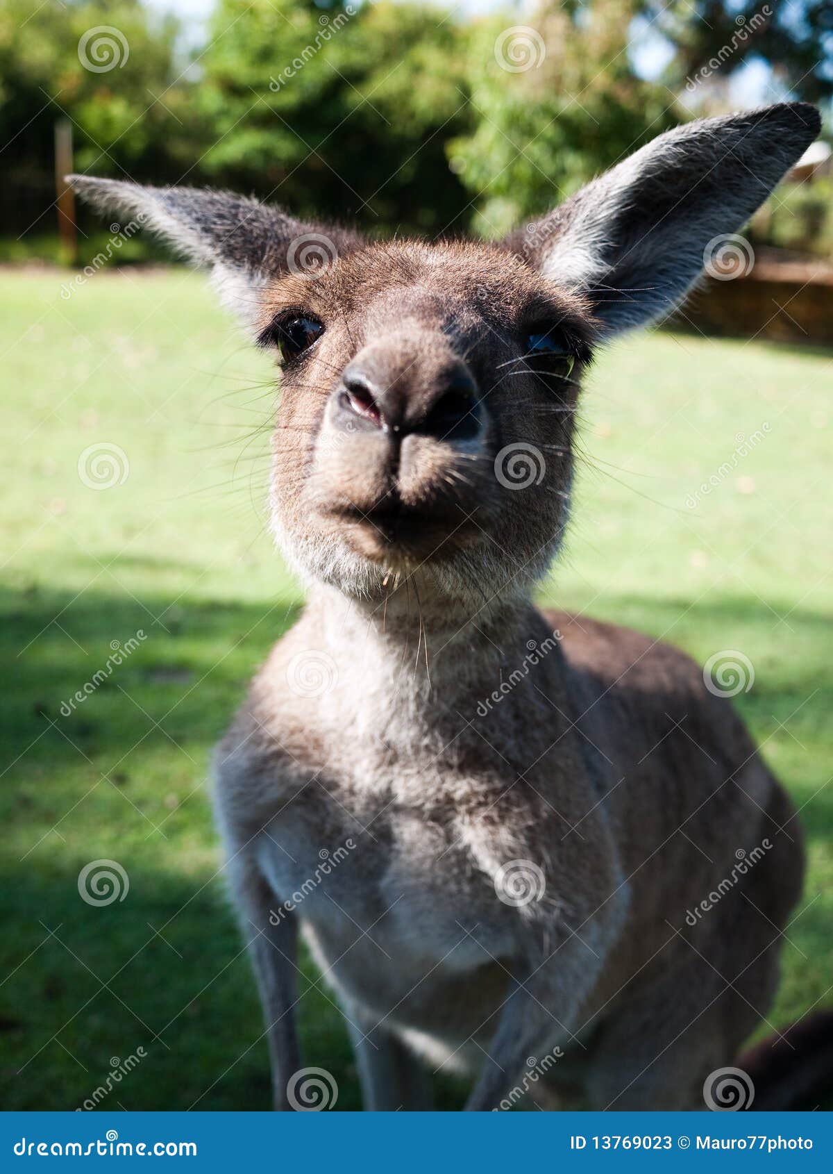 1,462 Funny Kangaroo Stock Photos - Free & Royalty-Free Stock Photos from  Dreamstime
