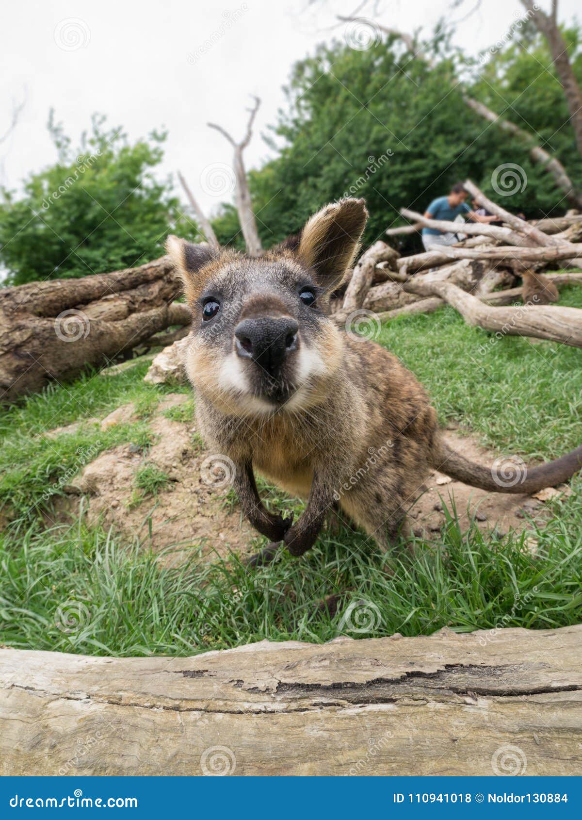 Funny kangaroo stock photo. Image of wildlife, friend - 110941018