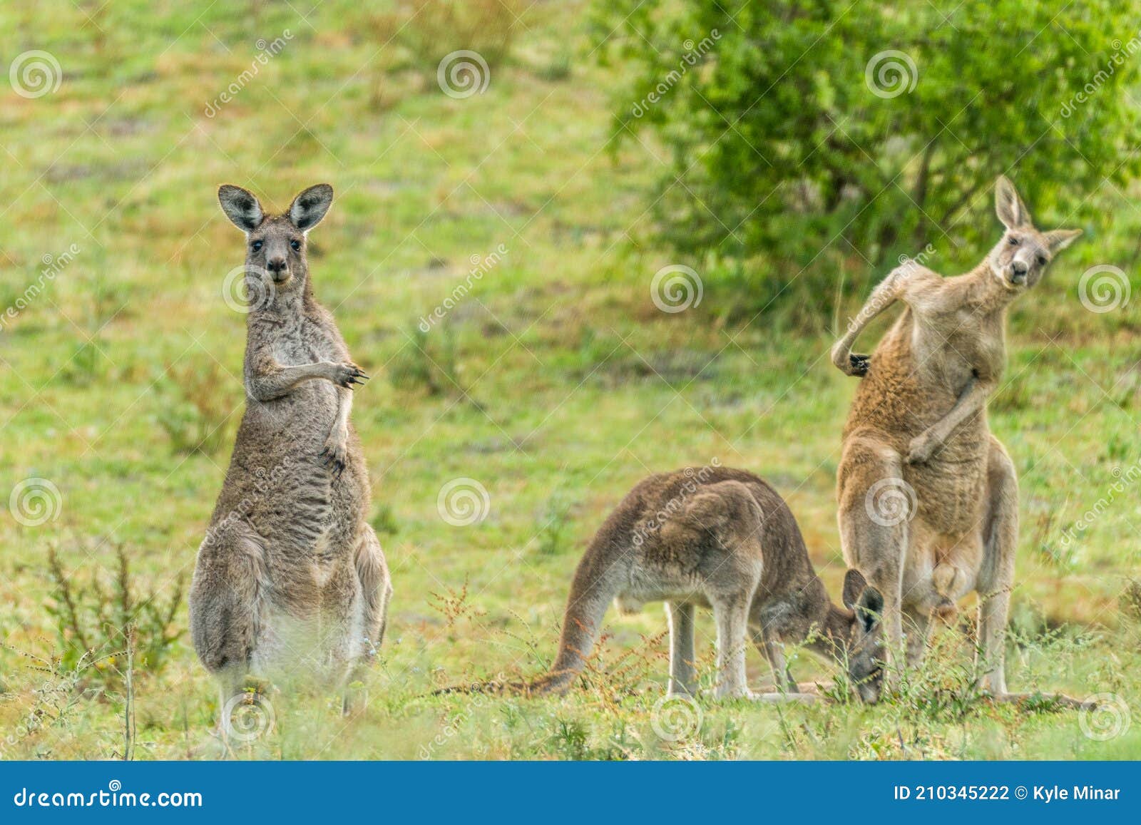 Funny Kangaroo Pointing at His Not so Sharp Buddies Stock Photo - Image of field, wildlife: 210345222 Funny Kangaroo Pointing at His Not so Sharp Buddies Stock Photo - Image of field, wildlife: 210345222