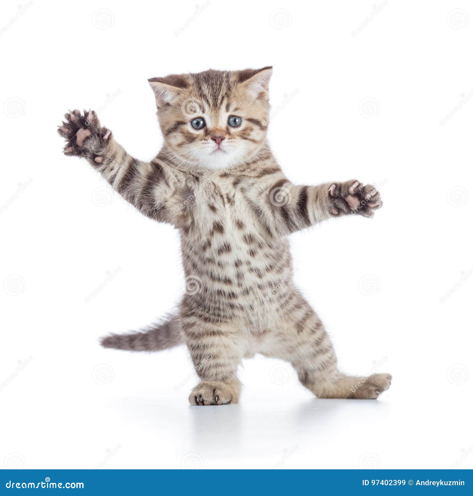 Funny Kitten Cat Standing or Dancing Isolated Stock Image Image of