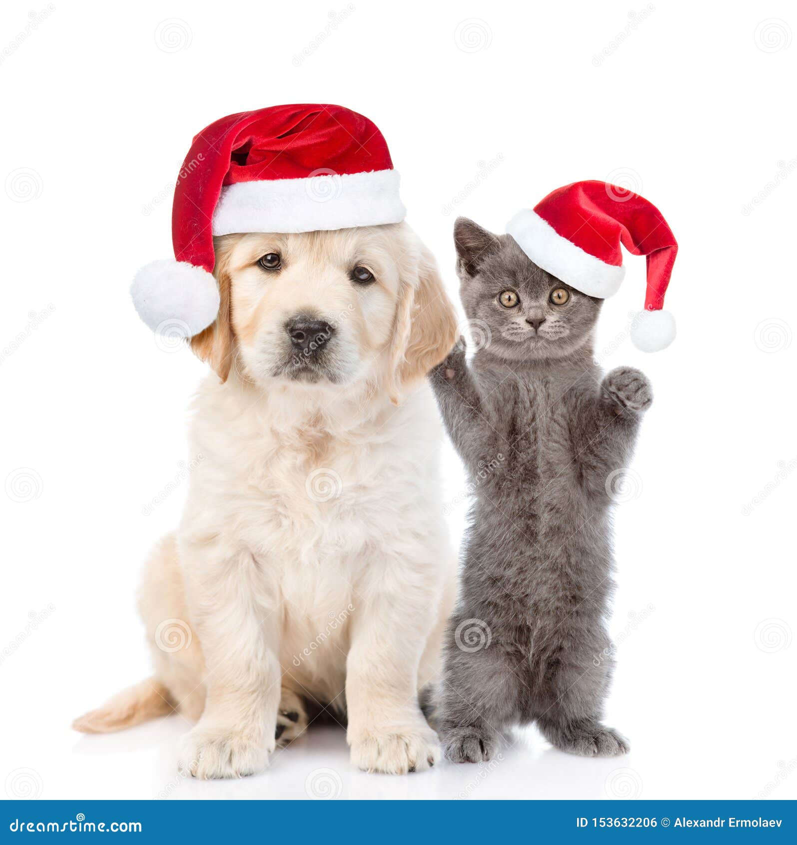 Christmas Puppy And Kitten Wallpaper