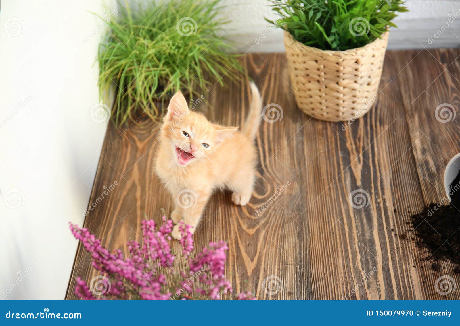 Funny Kitten with Houseplants Indoors Stock Photo - Image of flower ...