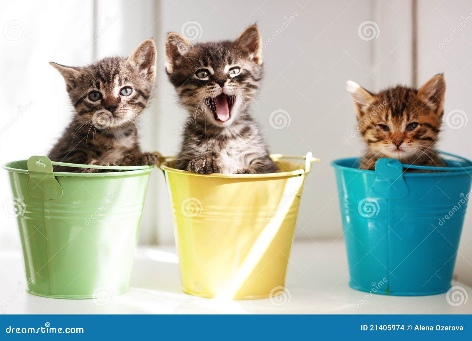 funny kittens