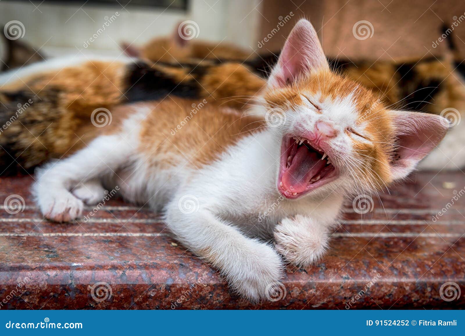 Funny kitty stock photo. Image of funny, laugh, kitty 91524252