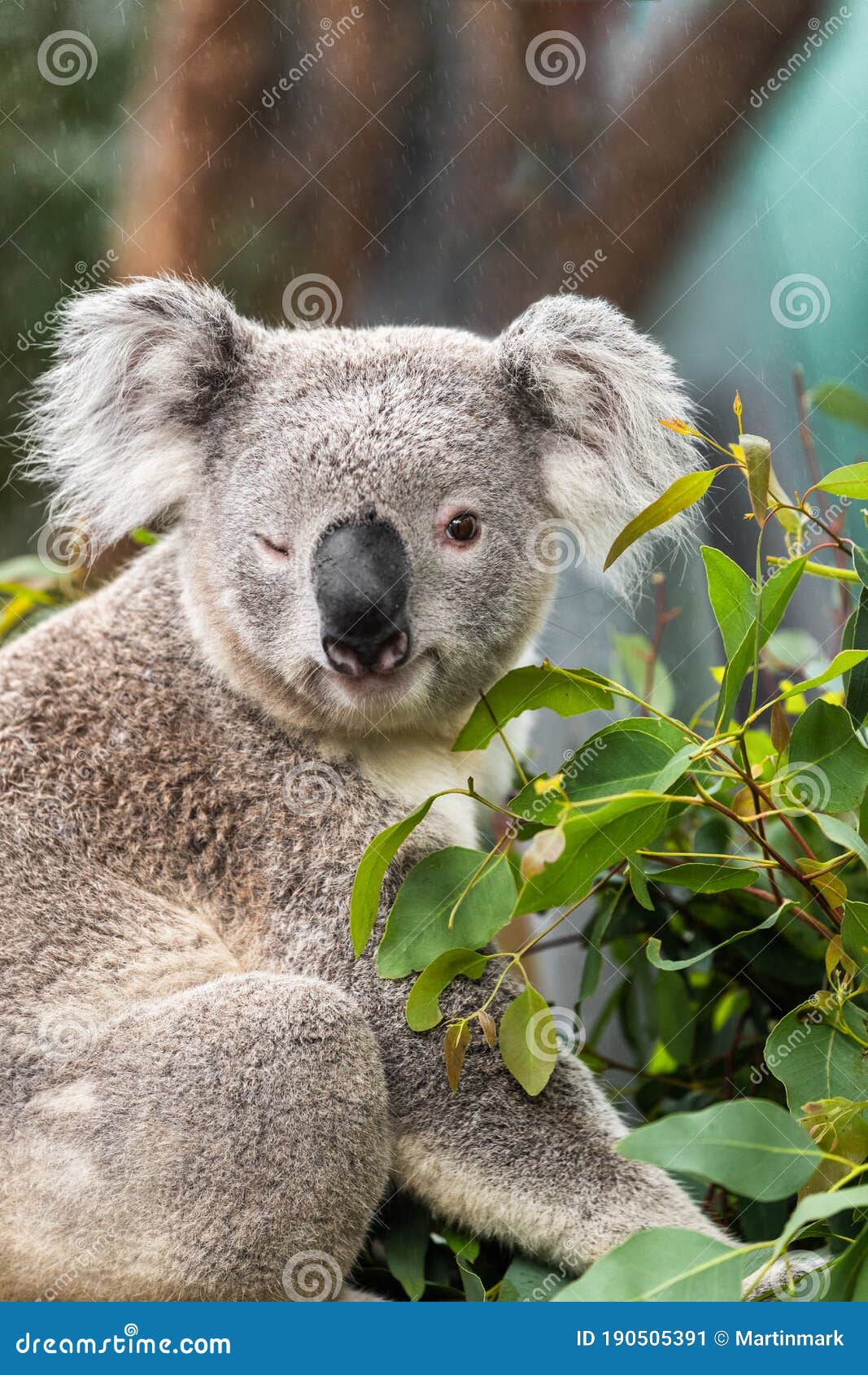 Funny Koala Animal Winking Blinking Cute Wink at Camera at Sydney Zoo in  Australia. Australia Wildlife Animals Stock Image - Image of endangered,  blink: 190505391