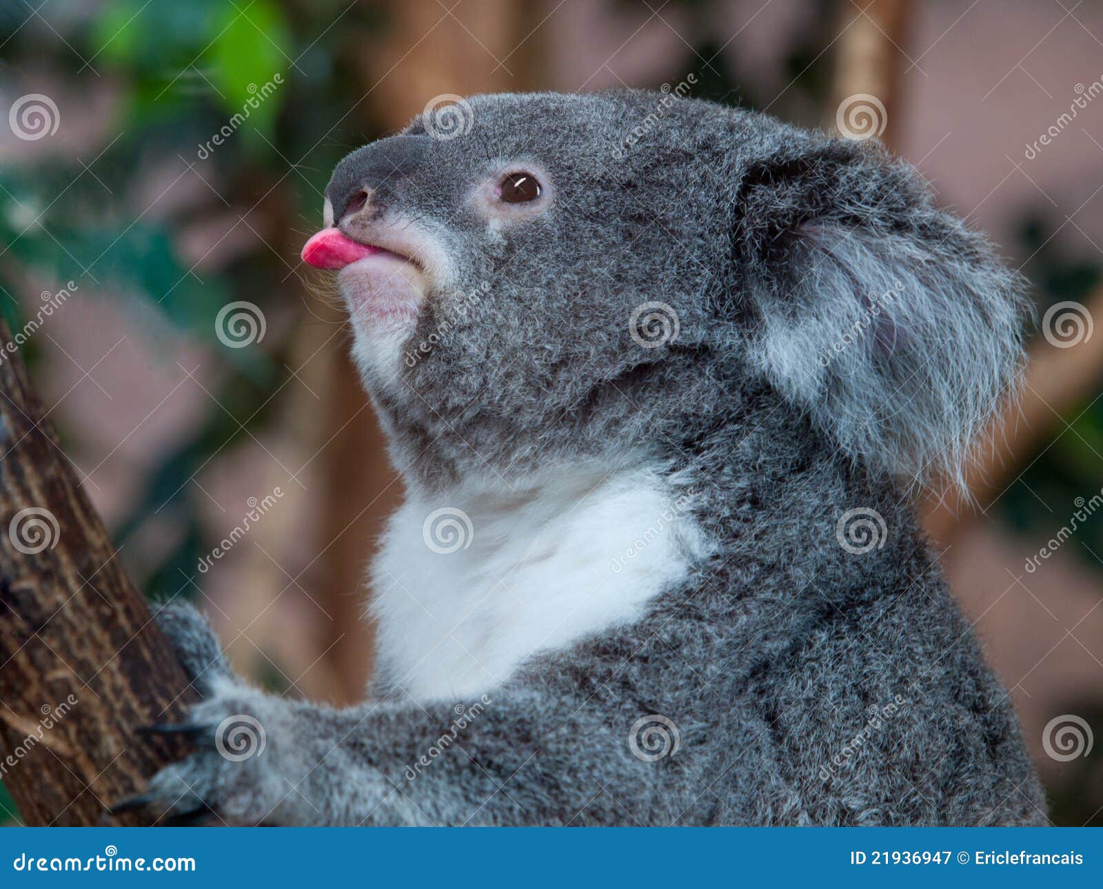 Funny Koala