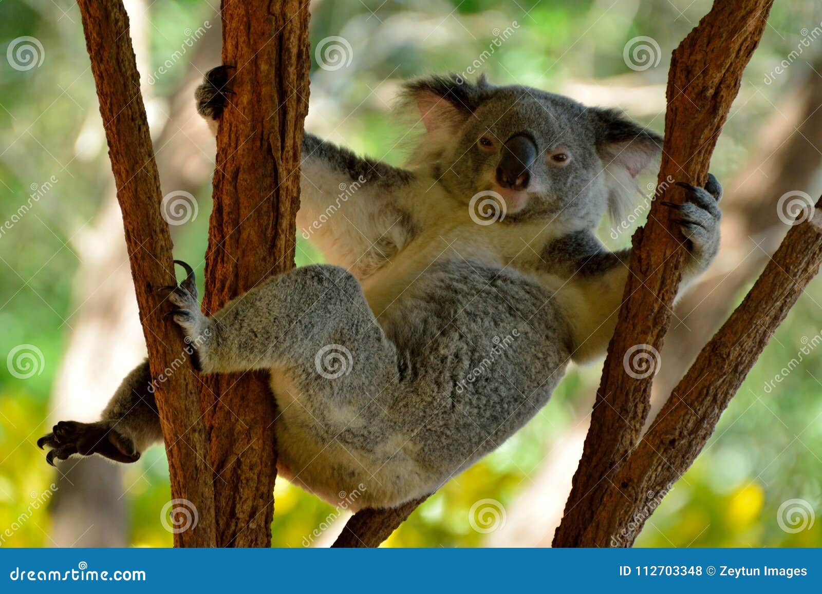 Funny Koala on Eucalyptus Tree in Queensland, Australia. Stock Photo -  Image of background, embracing: 112703348