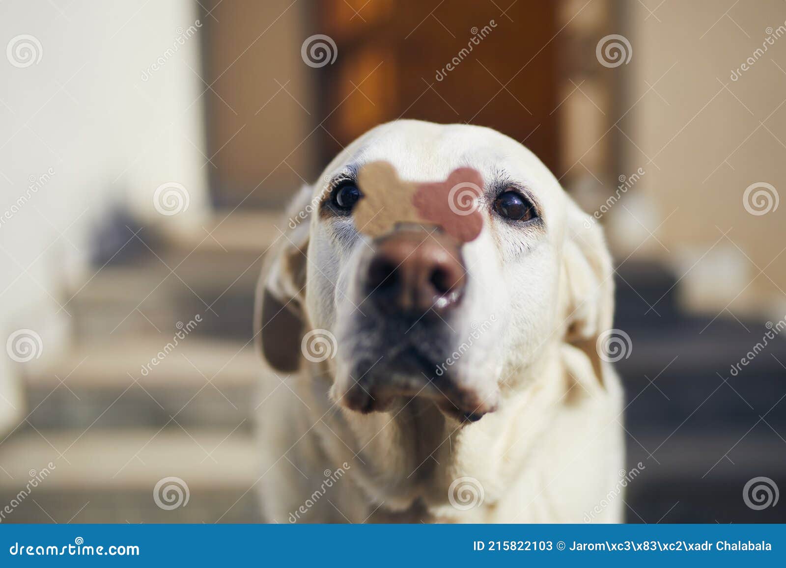 funny labrador with dog treat on snout