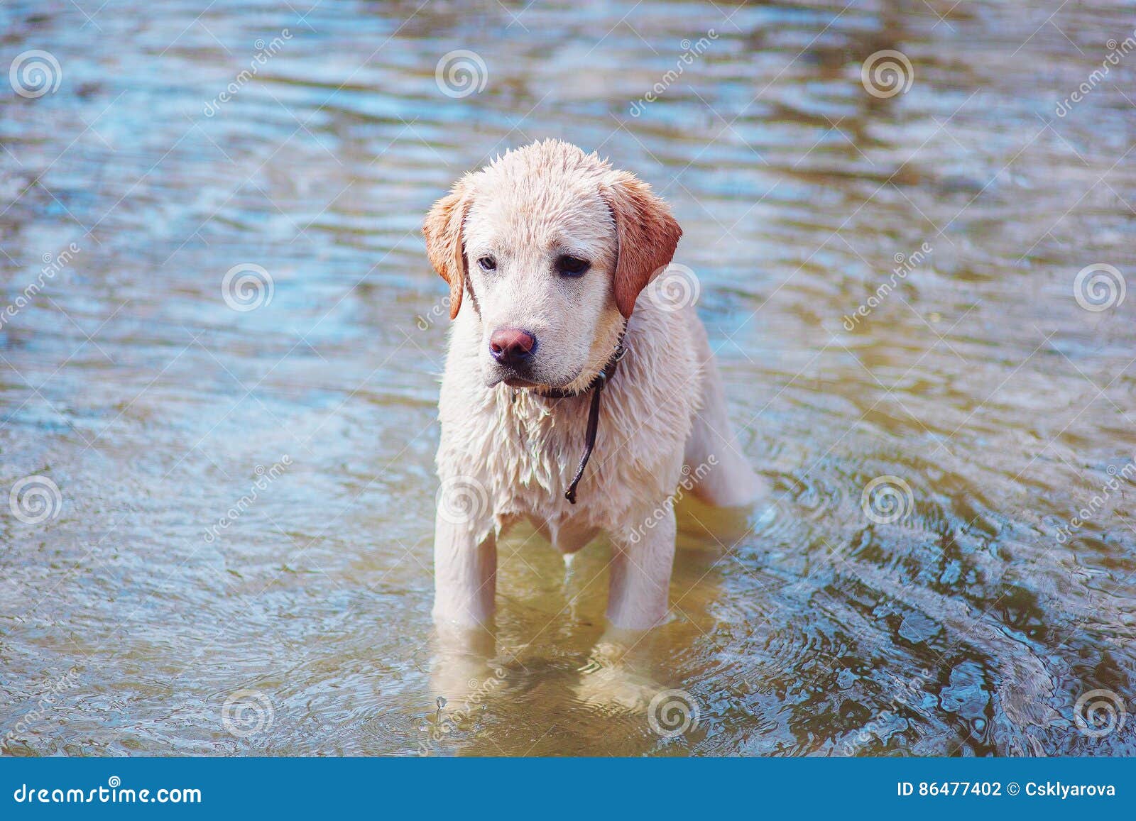 Funny Labrador First Bathes in the River Stock Photo Image of cute