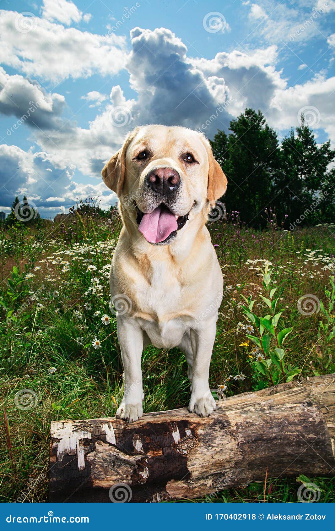 Funny Labrador Retriever Sitting on Meadow at Sunny Day Stock Photo - Image  of pedigree, nature: 170402918
