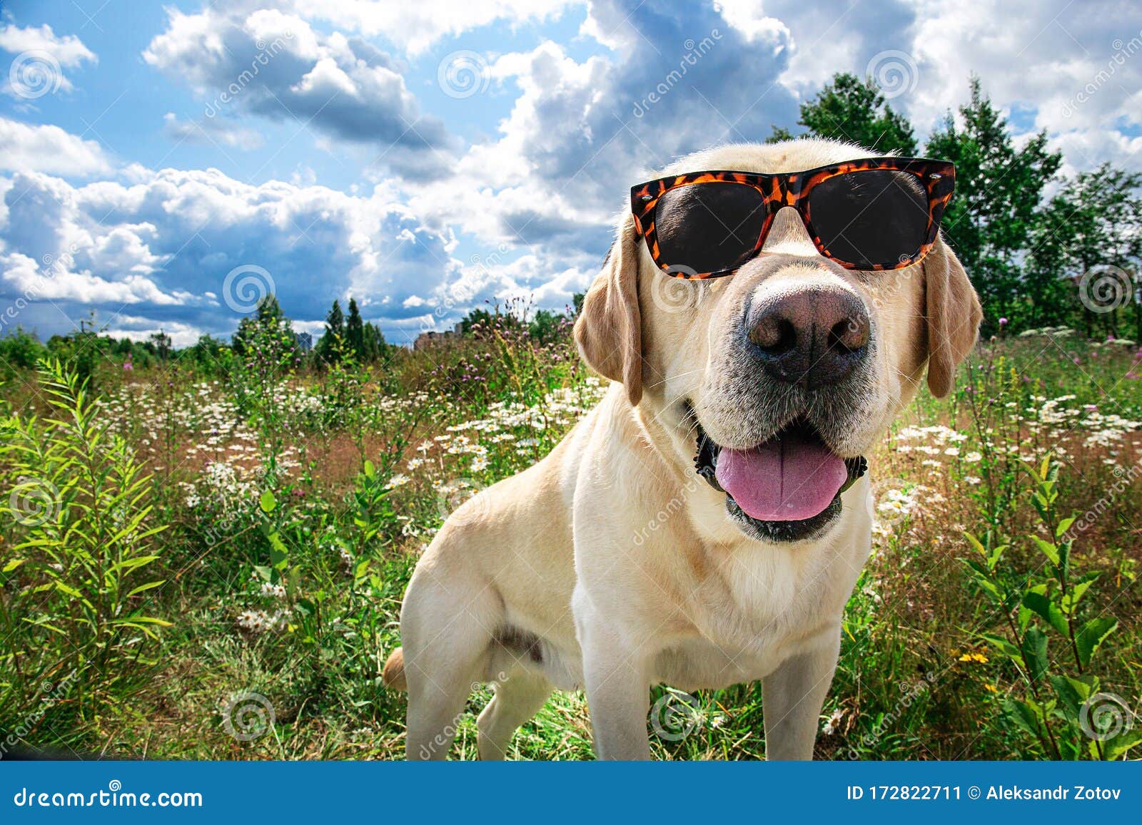 Funny Labrador Retriever in Sunglasses Sitting on Meadow Stock Image -  Image of pedigree, friend: 172822711