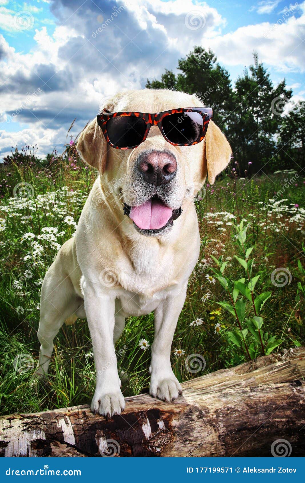 Funny Labrador Retriever in Sunglasses Sitting on Meadow Stock Image -  Image of friend, breed: 177199571