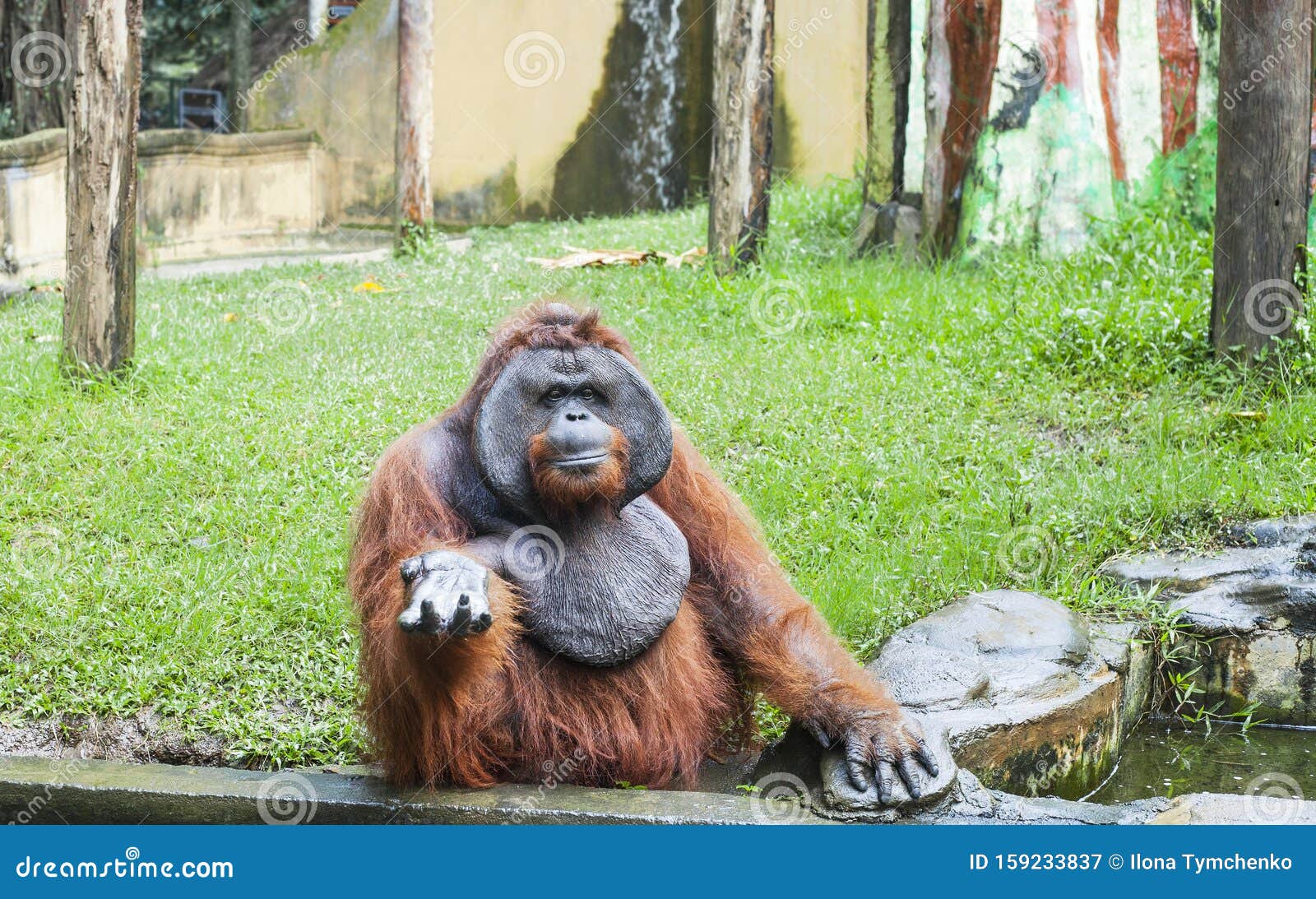  Funny  Large Brown Sumatran Orangutan  Sitting On Grass 