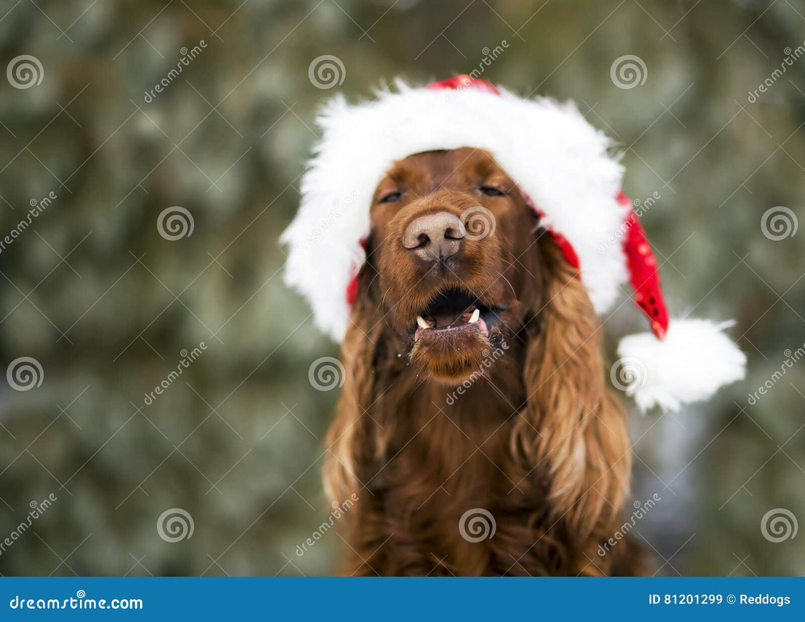 Funny Laughing Christmas Dog Stock Image - Image of snow, portrait ...