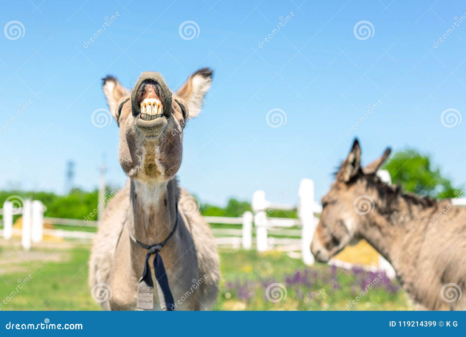 donkey smiling with teeth