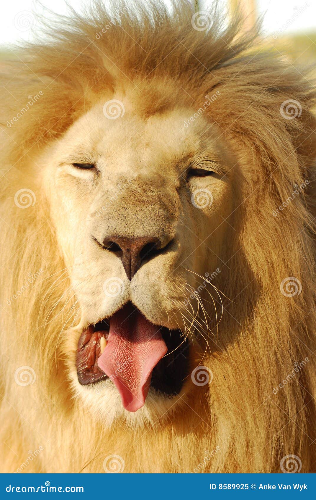 6,751 Funny Lion Stock Photos - Free & Royalty-Free Stock Photos from Dreamstime 6,751 Funny Lion Stock Photos - Free & Royalty-Free Stock Photos from Dreamstime