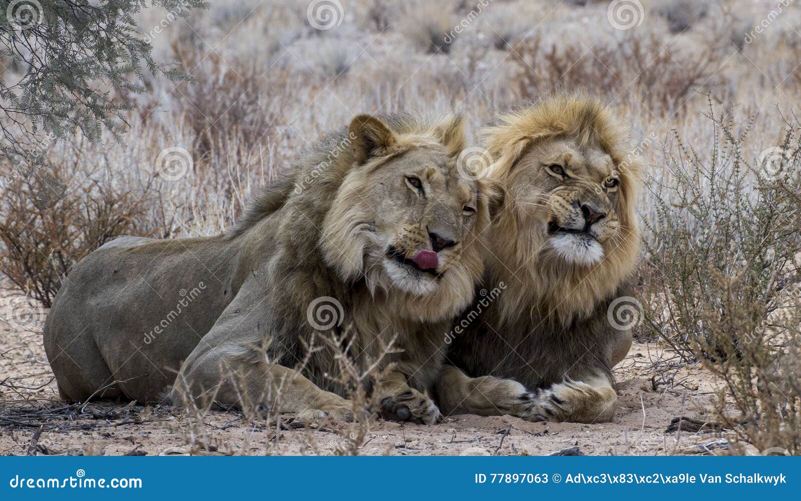 6,751 Funny Lion Stock Photos - Free & Royalty-Free Stock Photos from Dreamstime 6,751 Funny Lion Stock Photos - Free & Royalty-Free Stock Photos from Dreamstime