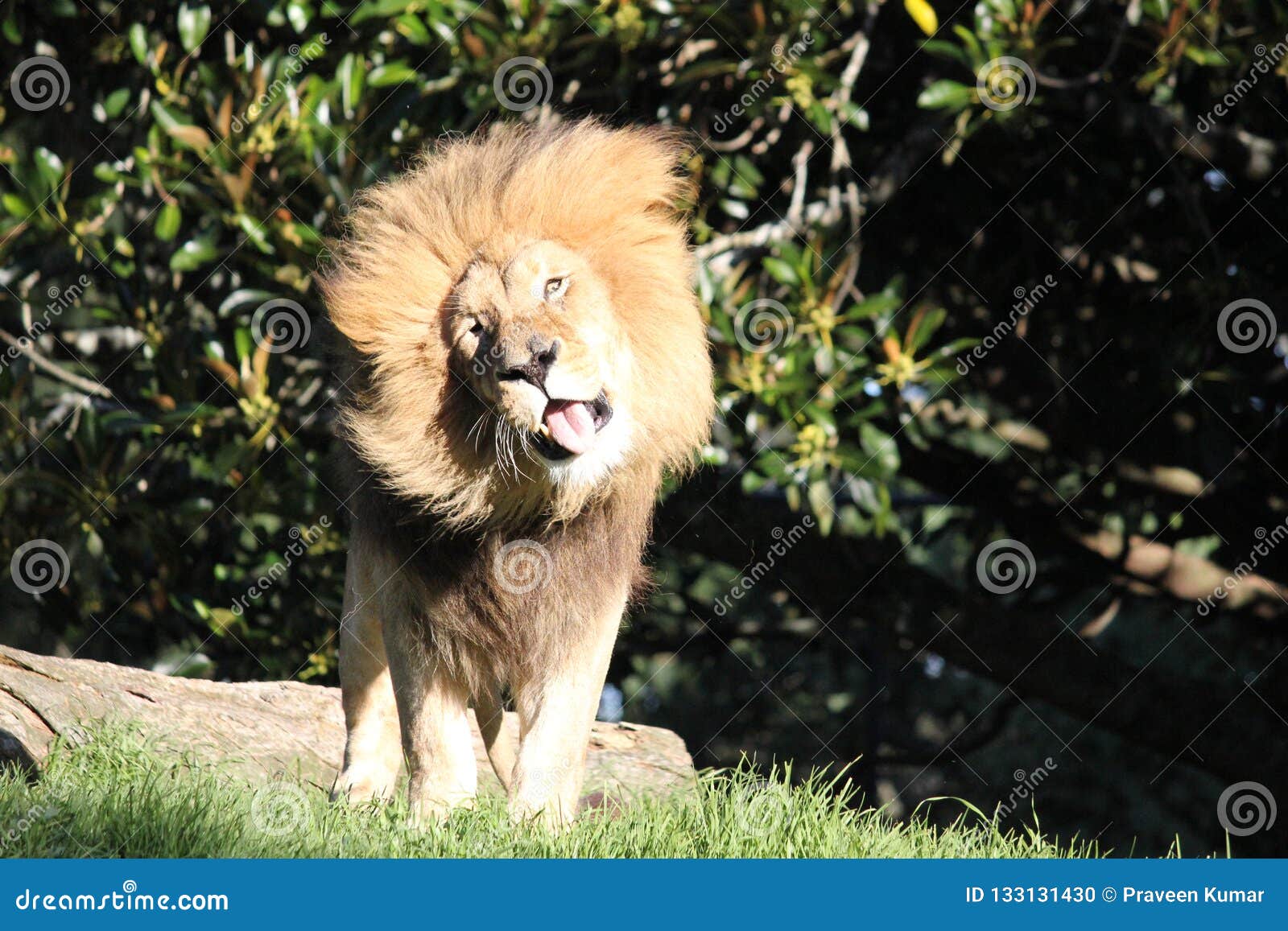 Lion hair crazy Purple lion.