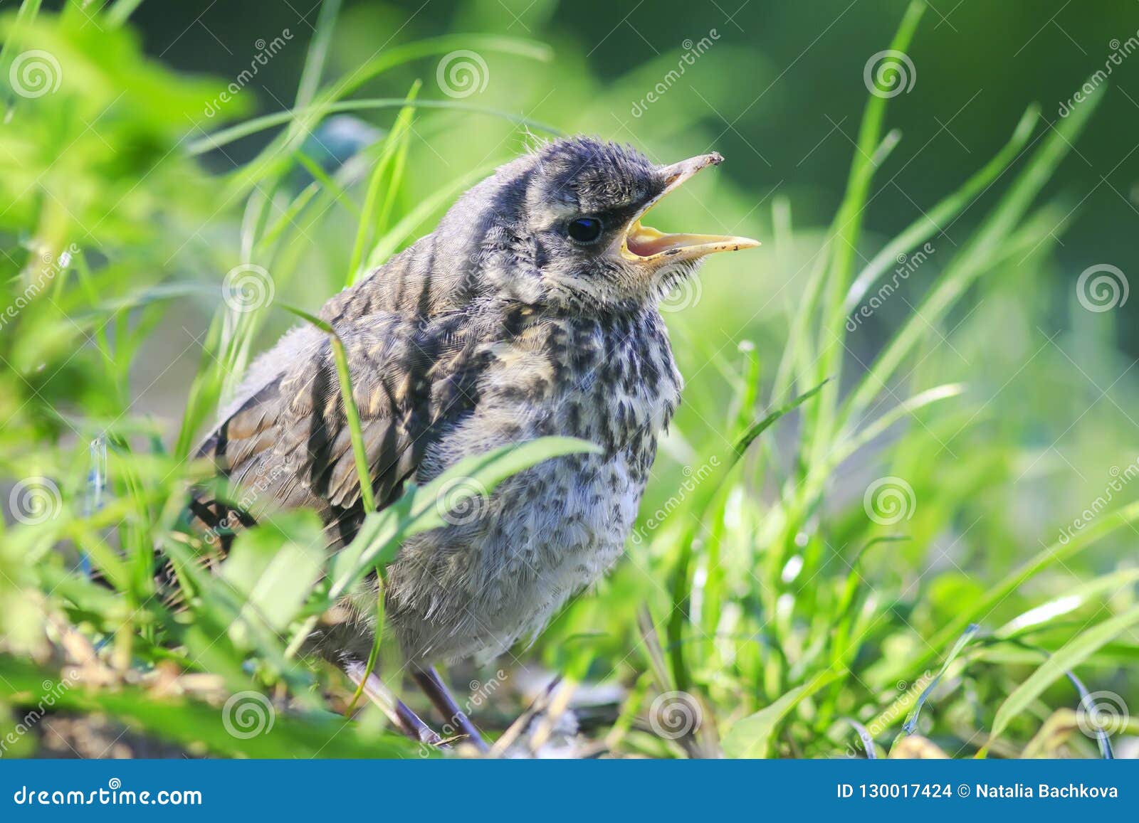 Funny Little Bird the Blackbird is Sitting in the Green Grass in Stock Photo - Image of natural, animal: 130017424 Funny Little Bird the Blackbird is Sitting in the Green Grass in Stock Photo - Image of natural, animal: 130017424