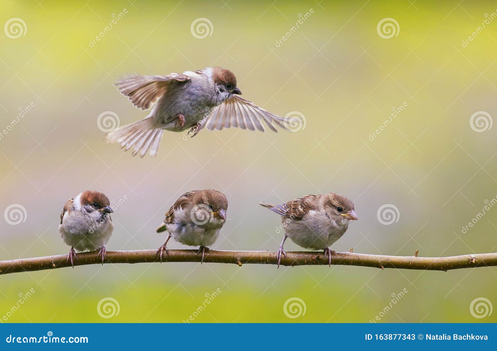 Funny Little Funny Bird Chicks Sparrows are Flying and Sitting on a Tree Branch in a Sunny Clear Garden Stock Image - Image of movement, care: 163877343 Funny Little Funny Bird Chicks Sparrows are Flying and Sitting on a Tree Branch in a Sunny Clear Garden Stock Image - Image of movement, care: 163877343