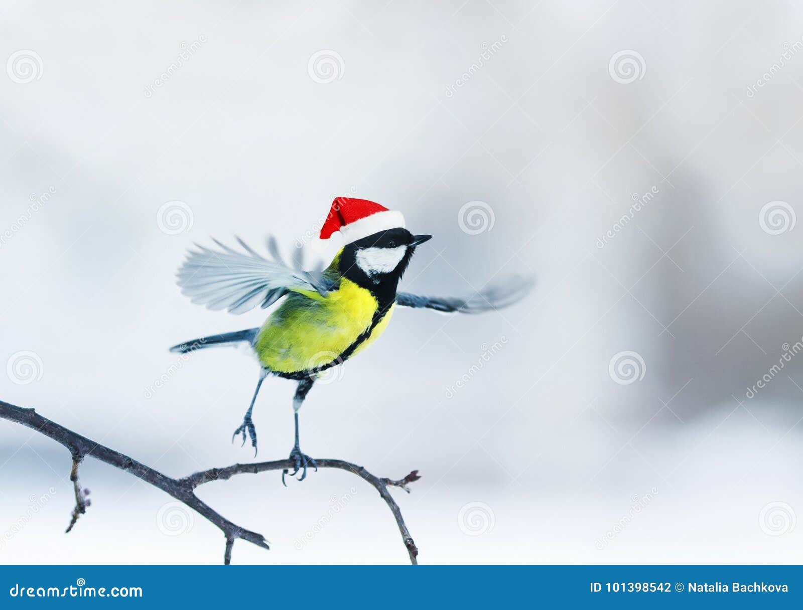 Funny Little Bird in a Red Cap Dancing on a Branch on a Christm Stock Photo  - Image of small, freezing: 101398542