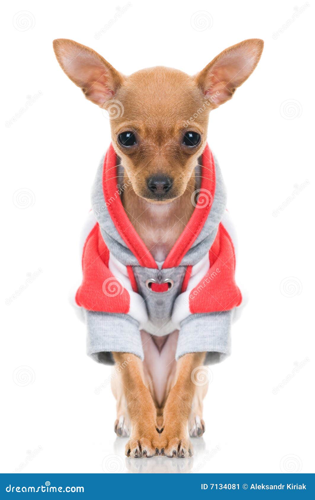 for beagle jacket white background. little on isolated dog jacket, Funny in