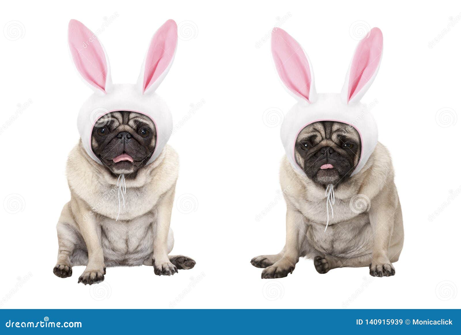 Funny Little Easter Pug Puppy Dogs, Sitting Down, Wearing Easter Bunny Cap with Ears Stock Image - Image of pink, easter: 140915939 Funny Little Easter Pug Puppy Dogs, Sitting Down, Wearing Easter Bunny Cap with Ears Stock Image - Image of pink, easter: 140915939