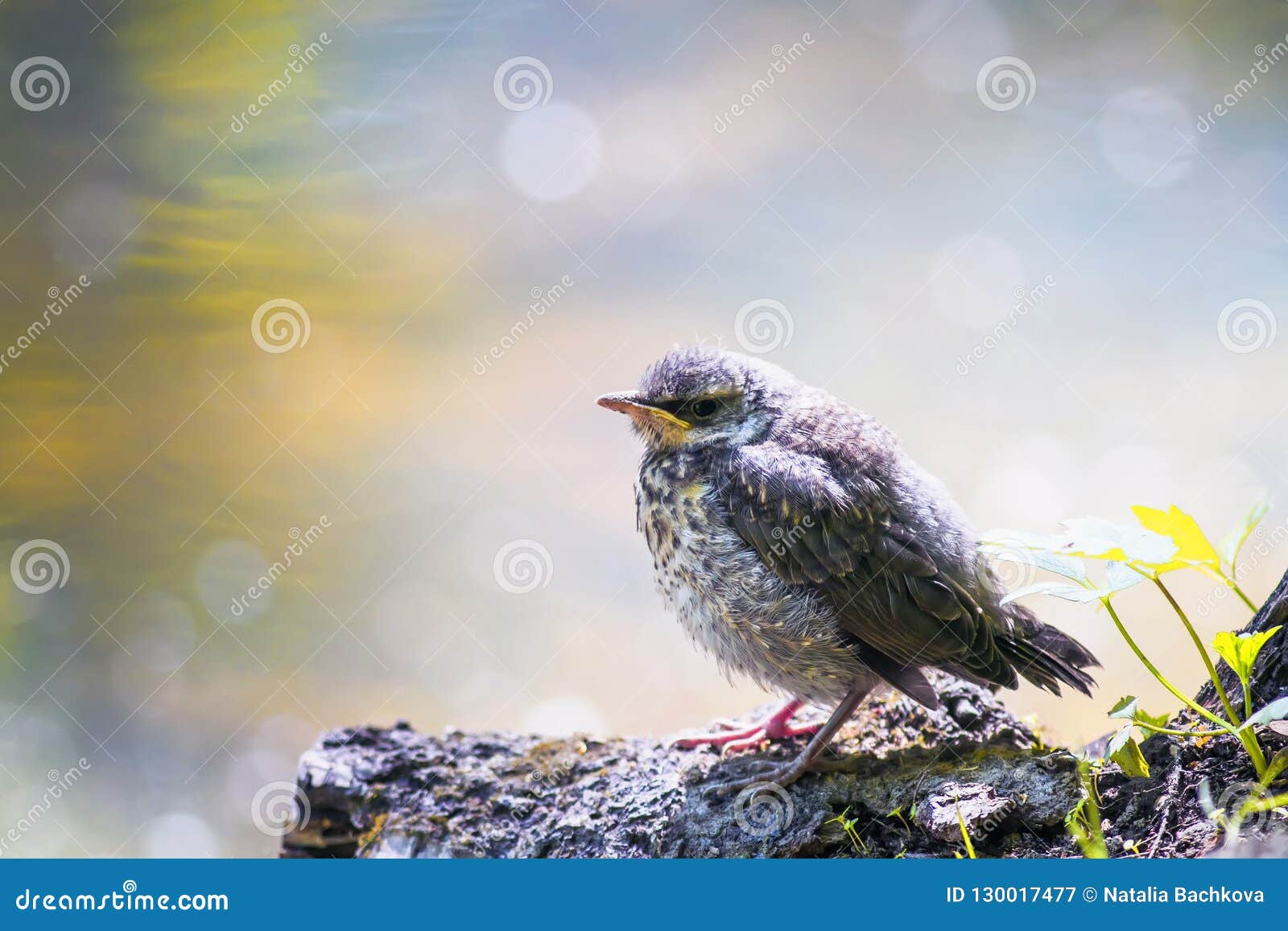 Funny Little Yellow Baby Bird a Blackbird is Sitting in a Sunny Stock Image  - Image of habitat, fieldfare: 130017477