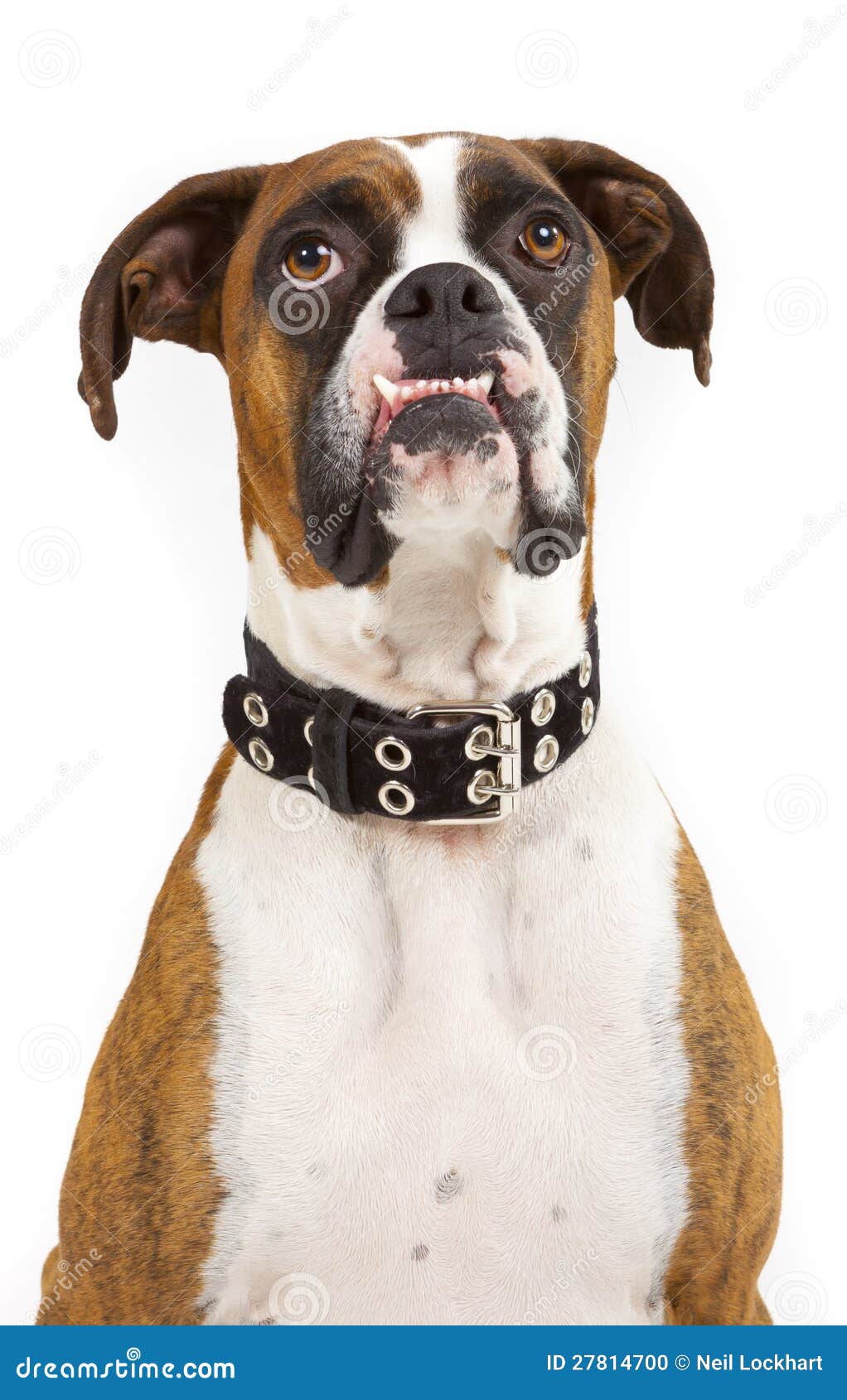 Funny Looking Boxer Dog Stock Photo Image 27814700