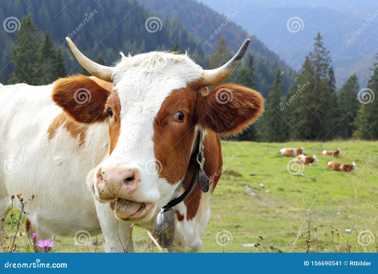 Funny Looking Milk Cow is Speaking Stock Image Image of female