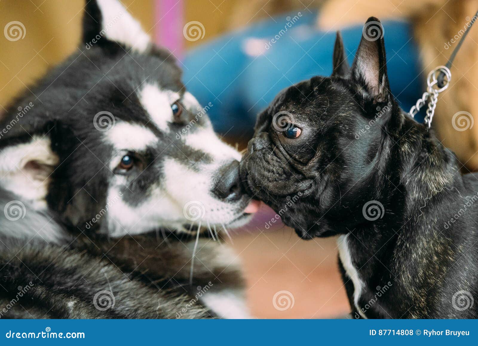 Funny Lovely Dogs - Alaskan Malamute and French Bulldog Dogs To Kiss Each Other. Stock Photo - Image of funny, natural: 87714808 Funny Lovely Dogs - Alaskan Malamute and French Bulldog Dogs To Kiss Each Other. Stock Photo - Image of funny, natural: 87714808