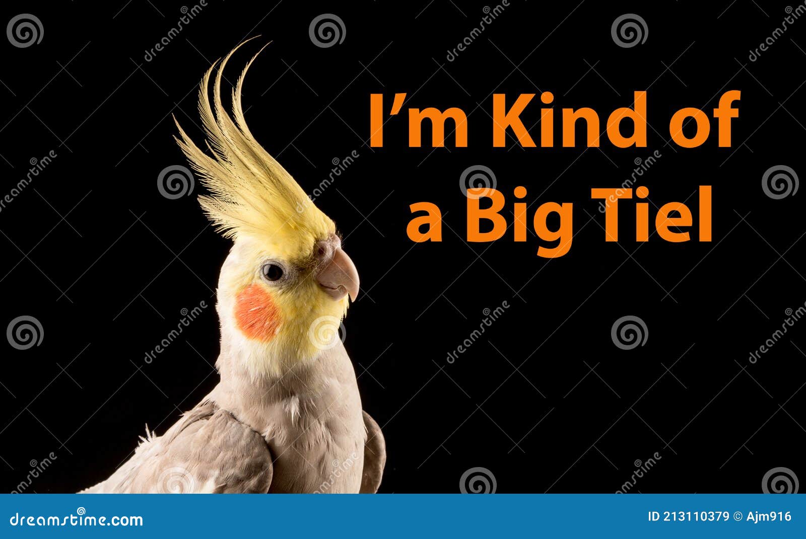 Funny Memes, I Am Kind Of A Big Deal. Stock Image - Image Of Beak,  Curiosity: 213110379