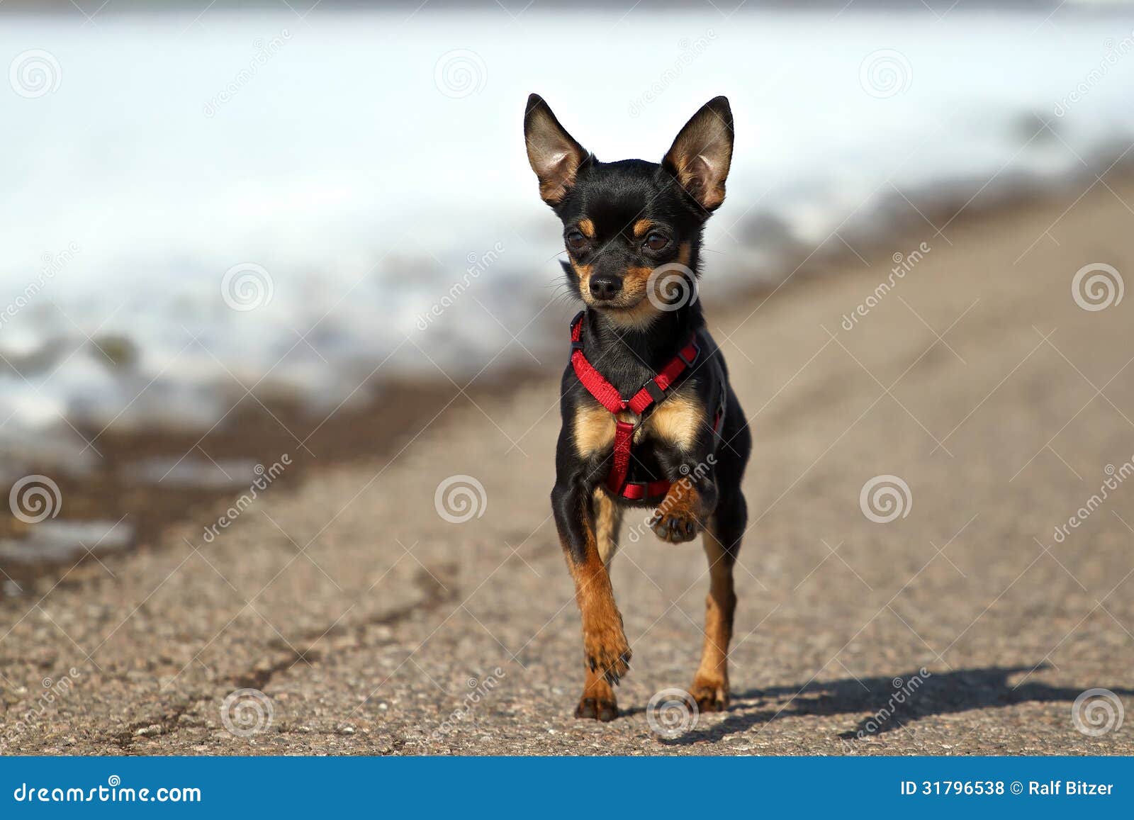 pinscher small