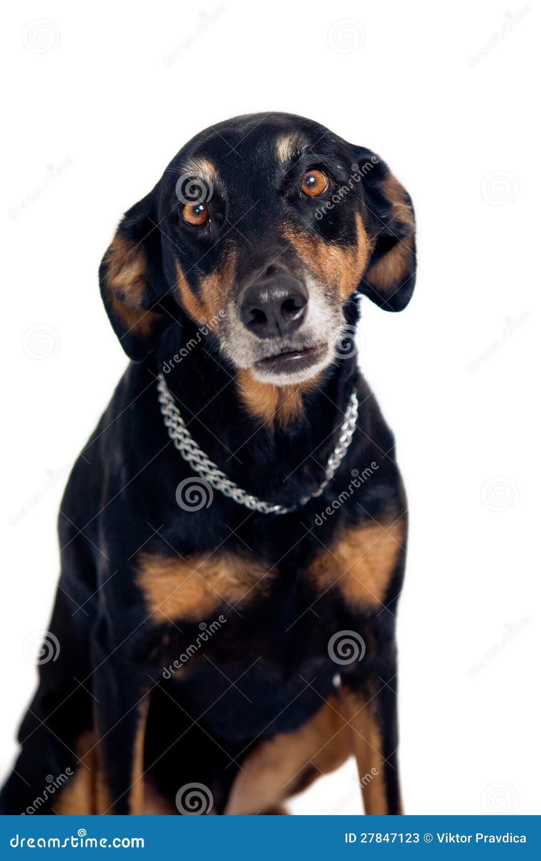 Funny mixed breed dog stock image. Image of attention 27847123