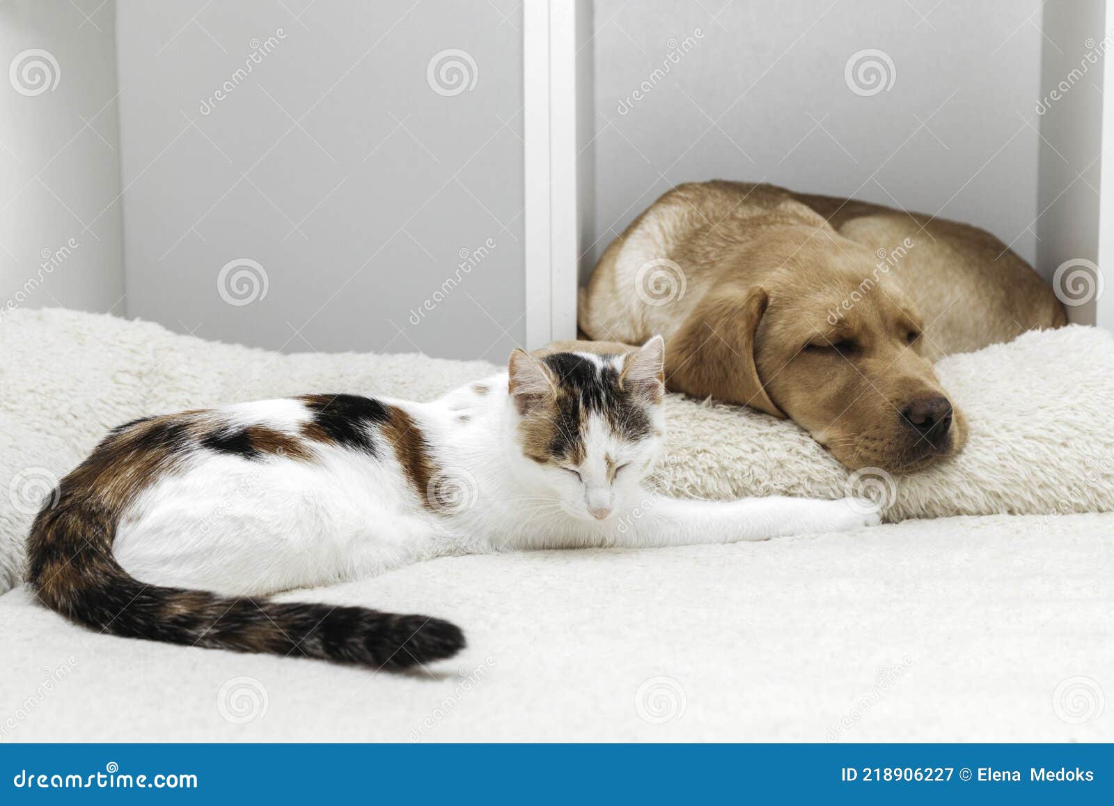 Funny Moments from the Life of Pets. a Kitten Sleeps on a Couch and a Labrador Retriever Puppy Sleeps in a Bookshelf Stock Image - Image of feline, portrait: 218906227 Funny Moments from the Life of Pets. a Kitten Sleeps on a Couch and a Labrador Retriever Puppy Sleeps in a Bookshelf Stock Image - Image of feline, portrait: 218906227