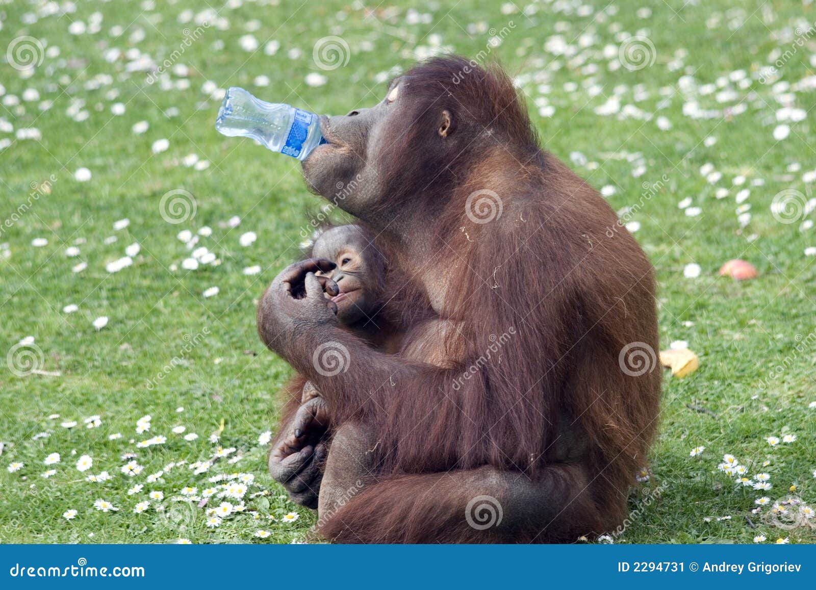 Funny Monkey stock image. Image of drinking, green, funny - 2294731