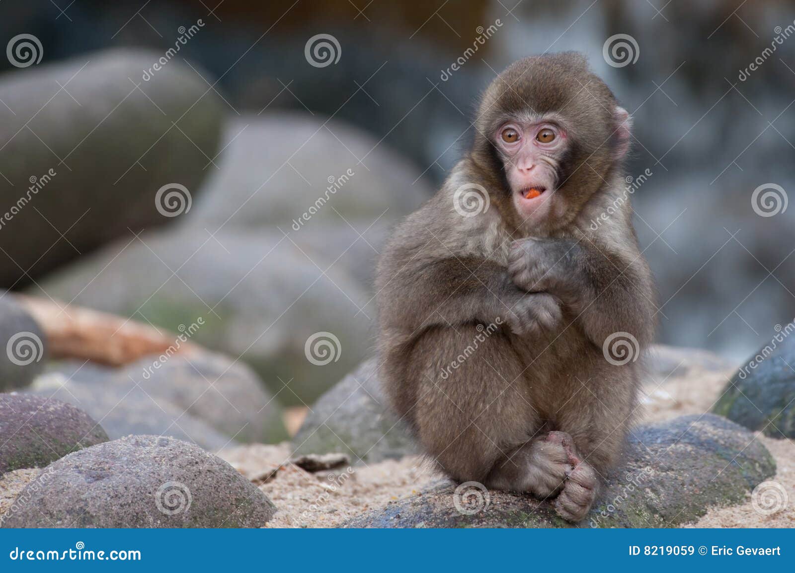 Funny monkey stock image. Image of close, animal, food - 8219059