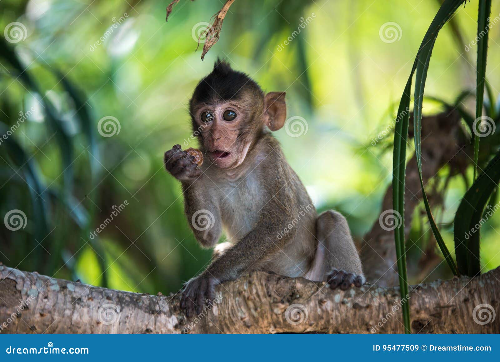 funny monkey baby on tree