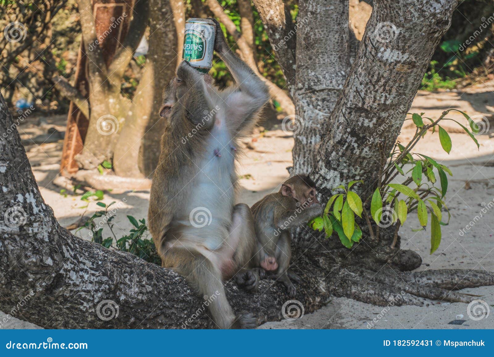 Funny Monkey Drinking Beer on Beach Under a Tree Editorial Photo Image of wildlife, nature