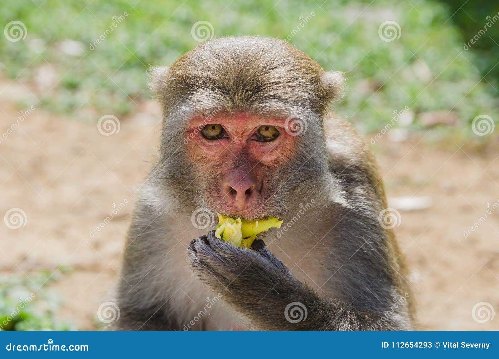 A Funny Monkey Eats a Banana. Stock Image Image of natural, face