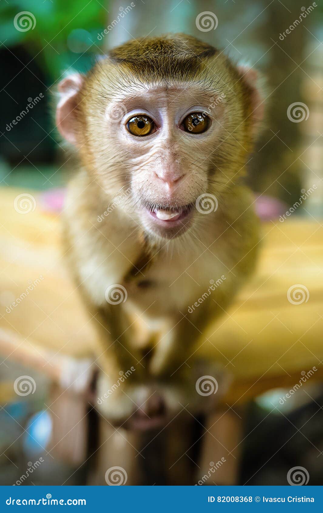 Funny monkey stock photo. Image of cute, male, african - 82008368