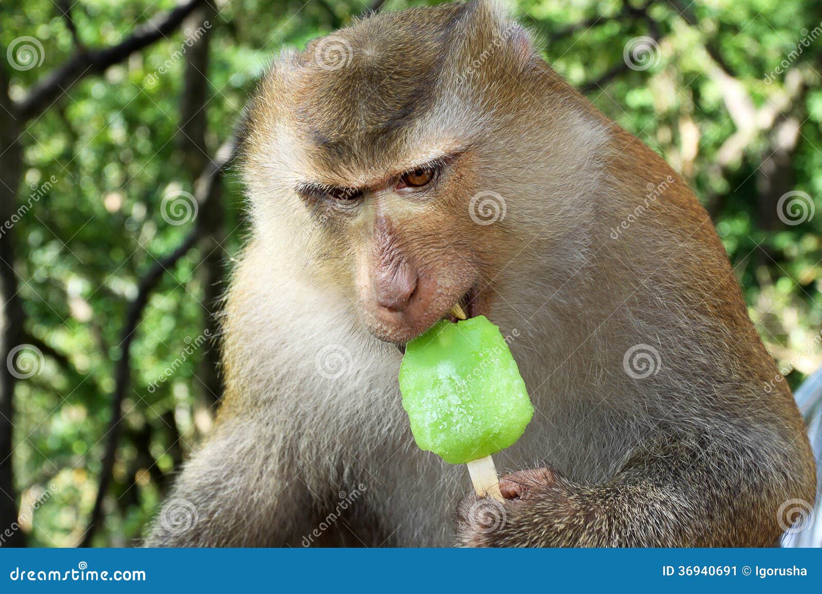 Funny Monkey with Ice Cream Stock Image - Image of fruit, sitting ...