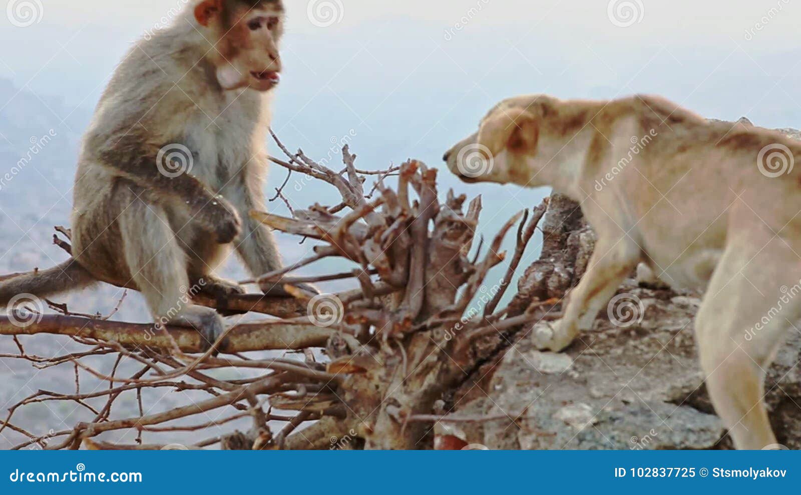 Funny Monkey Sits on Bare Branches and Fights with Dog Stock Video - Video  of sanctuary, asia: 102837725